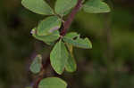 Hairy small-leaf ticktrefoil